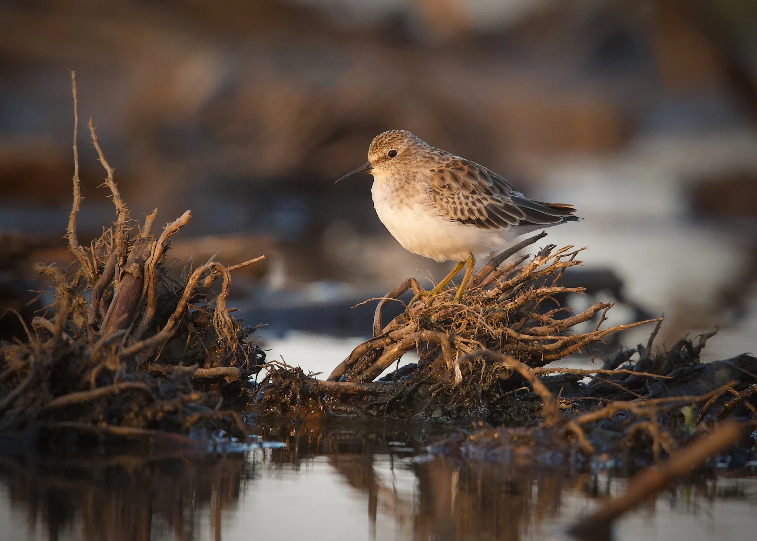 About — Delta Wind Birds